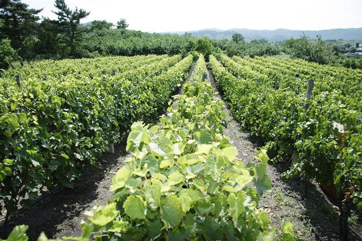 每个季节葡萄种植所需要的有机无机营养成分怎么施用科学